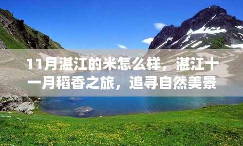 湛江十一月稻香之旅,探寻稻米之美与自然宁静