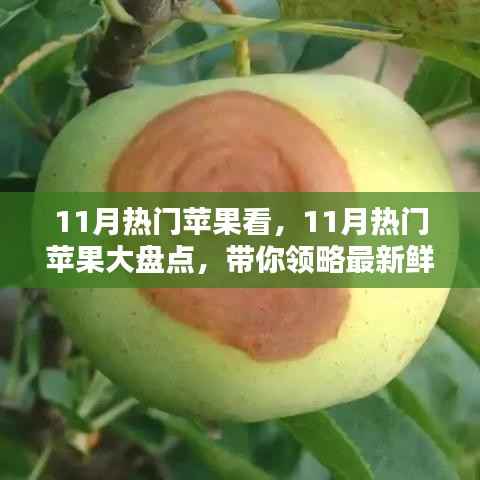 11月热门苹果大盘点,领略最新鲜果实魅力