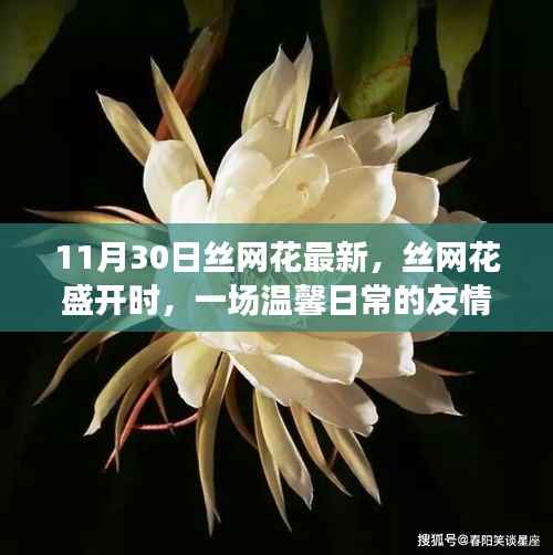 丝网花盛开时，温馨日常的友情记录