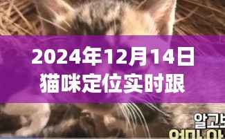 技术革新下的宠物关爱,猫咪实时定位跟踪技术解析,2024年12月14日纪实报道