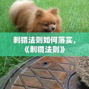 刺猬法则如何落实,《刺猬法则》