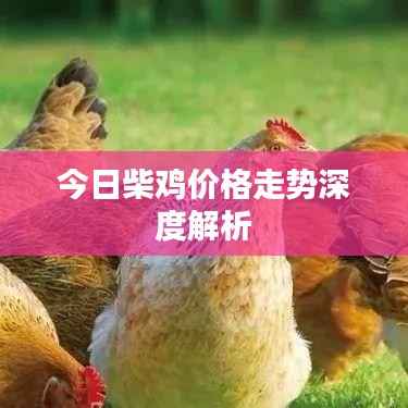今日柴鸡价格走势深度解析
