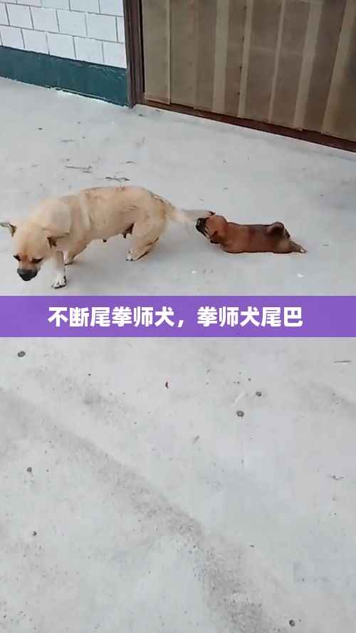 不断尾拳师犬,拳师犬尾巴