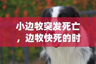 小边牧突发死亡,边牧快死的时候