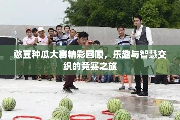 憨豆种瓜大赛精彩回顾，乐趣与智慧交织的竞赛之旅