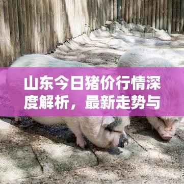 山东今日猪价行情深度解析,最新走势与趋势预测